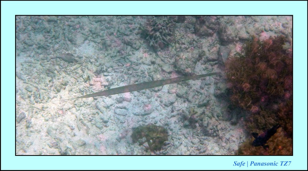 2009    07    Manatabuan 31